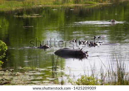 Relaxed hippos in african dusk