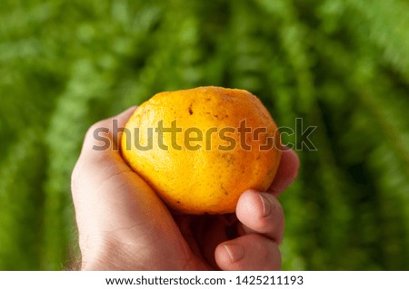 Hand holding tangerine with peel photo on green background.
