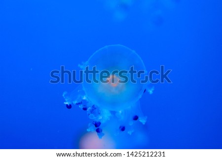 jellyfish on blue background, beautiful photo digital picture