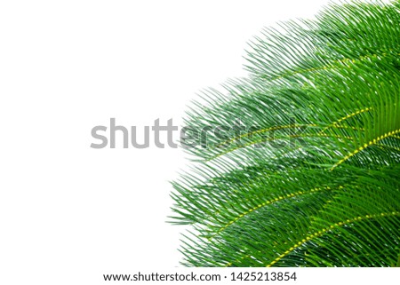 Cycas revoluta,Cycads of green leaves, pointed leaves on a white background Free space for graphic design
