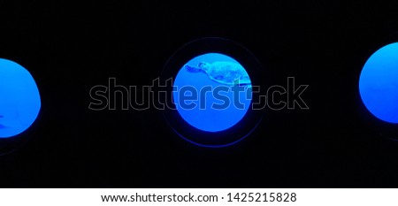 Turtle in the circle window of sea world