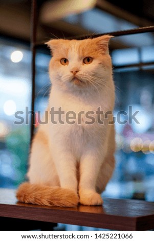 Cat in the cafe.selective focus