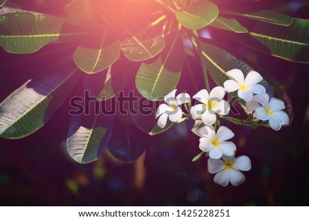 White Frangipani flowers or Plumeria  yellow pollen bouquet blooming on plant at flower garden, beautiful nature leaf background. 