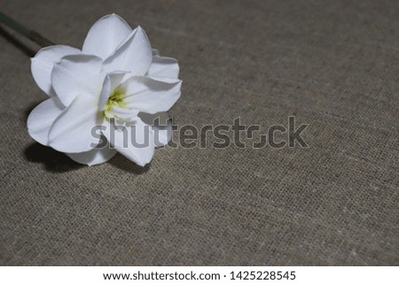 White terry daffodil close-up on natural fabric background
