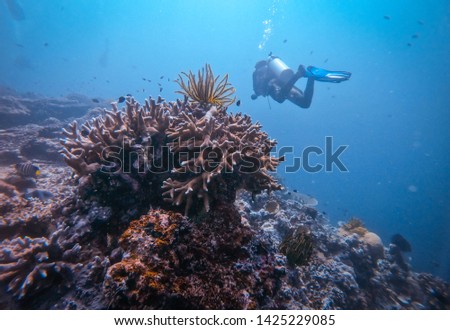 Underwater life of Mabul, Kapalai and Sipadan, Borneo, Malaysia