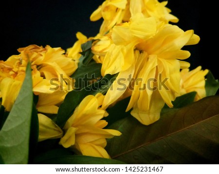 The yellow flowers that are wilted, dropping on a black background