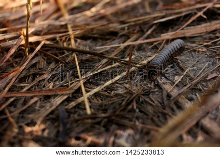 black caterpillar in tropical forests