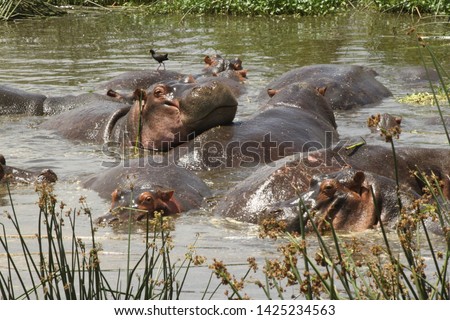 A group of hippos staying cool in a pond