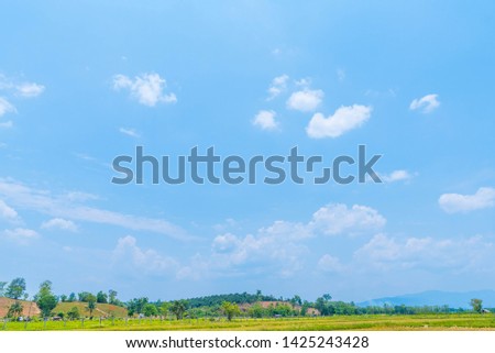 Beautiful Blue Sky Background with White Clouds and Rice Field. Picture for Summer Season.