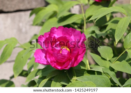 Peony flower bloomed at the end of May