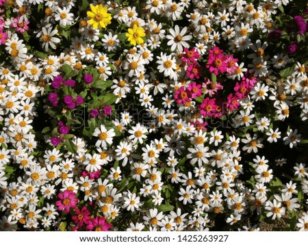 Lovely blossom daisy flowers many colors