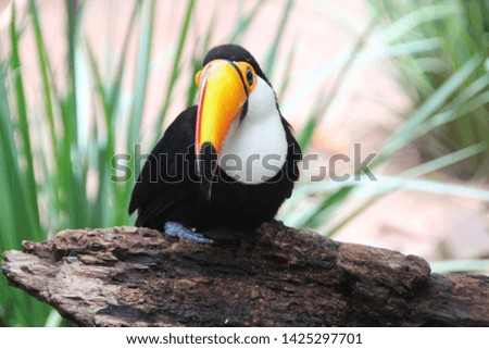 Toucan, Bird Park, Iguassu, Brazil