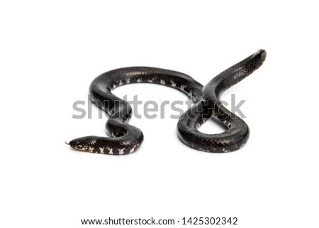 Red-tailed pipe snake not dangerous. but like to lift and spread the tail to threaten the enemy to misunderstand that is venomous imitate cobra. isolated on white background.