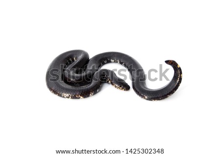Red-tailed pipe snake not dangerous. but like to lift and spread the tail to threaten the enemy to misunderstand that is venomous imitate cobra. isolated on white background.