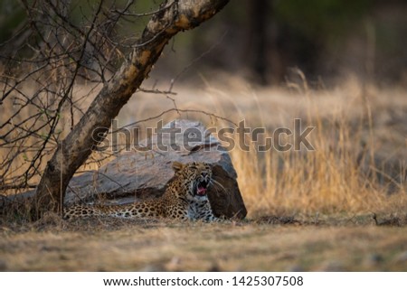 An angry and aggressive female leopard or panthera pardus with yawn expression at ranthambore tiger reserve, rajasthan, india	