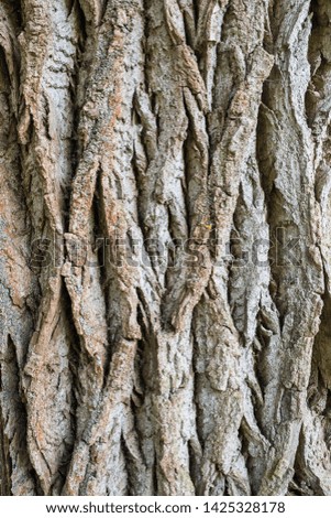 Extreme close-up of the grain bark of wild tree. Mystical patterns of tree bark.