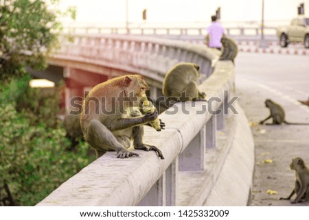 Herd of monkeys are eating the corn on the bridge beside the sea with sunset sky background, Cute monkey animal on coast of sea,  in Thailand