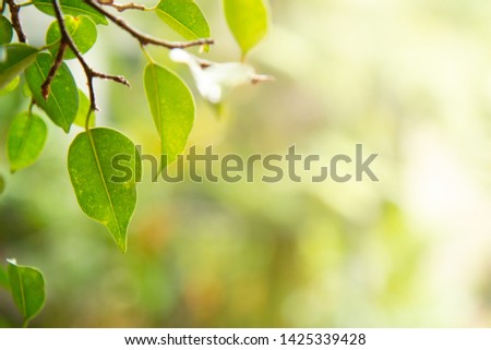 Green leaf on blurred natural background, Natural green background, in garden with copy space