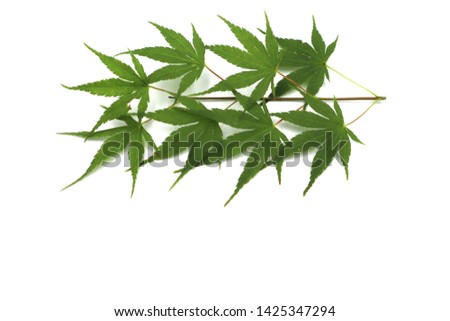 A picture of a green leaf in a white background
