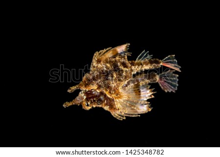 Little dragonfish or short dragonfish on a mirror, Eurypegasus draconis, is a species of marine fish in the family Pegasidae