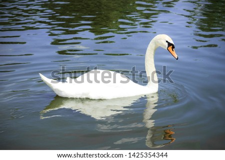 white swan swims peacefully in the pond
