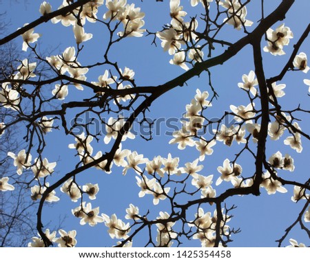 Magnolia flowers and branches from below against a blue sky