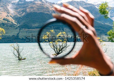 Unique Perspective of Willow Tree, on lake in Glenorchy. Beautiful landscape, with blue lake, mountains and clear sky. Nature, travel, focus, outdoor concepts. Shot in Queenstown, New Zealand.