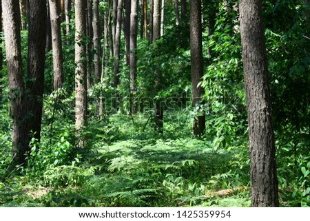 Sun rays in a beautiful green forest. Forest background can be used as wallpaper.