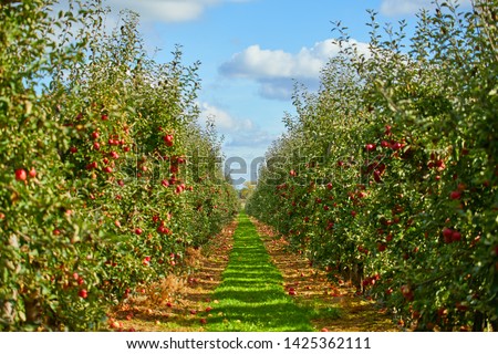 picture of a Ripe Apples in Orchard ready for harvesting,Morning shot  Royalty-Free Stock Photo #1425362111