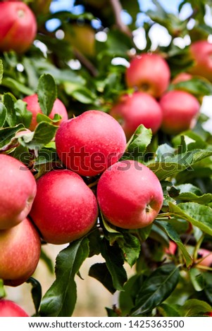 picture of a Ripe Apples in Orchard ready for harvesting,Morning shot 