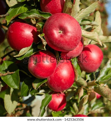 picture of a Ripe Apples in Orchard ready for harvesting,Morning shot 
