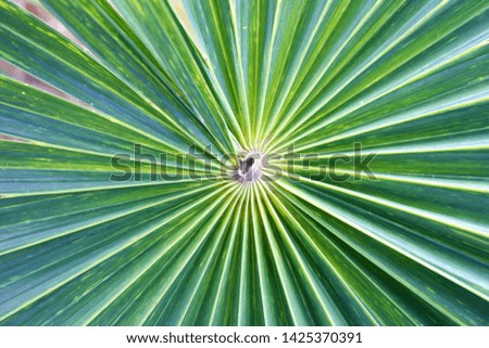 Background green palm in the middle of the leaf