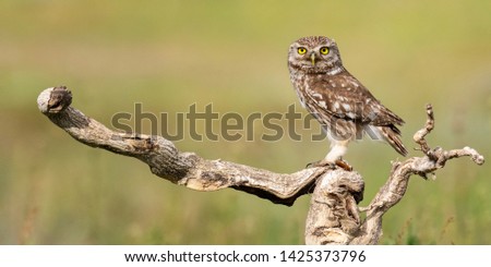 Little owl, Athene noctua, stands on a stick on a beautiful background.