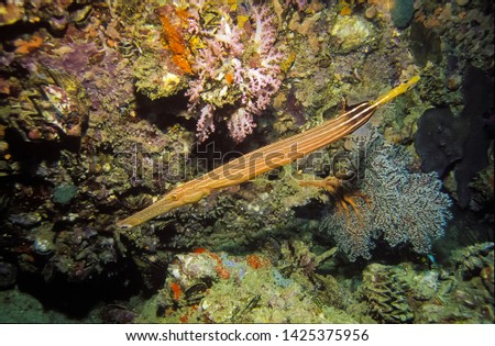 Trumpetfish. It have an elongate body with a long, trumpet-shaped snout and small tail fin. This trumpetfish has bright yellow colour. Taken picture in Thailand.

