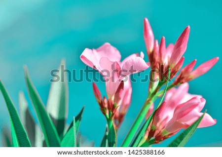 Blooming Pink Oleander flowers (Oleander Nerium). - Image