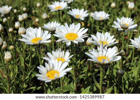 Blooming hybrid cultivar Shasta daisy (Leucanthemum x superbum 'Snowcap') in the summer garden Royalty-Free Stock Photo #1425389987
