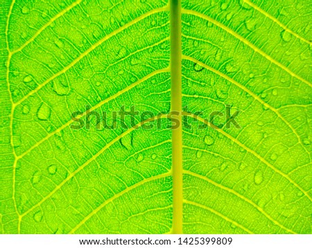 The bottom of the leaves and drops of rain, background, bright colors