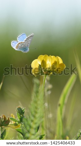 Early morning at sunrise a blue butterfly flies over a yellow flower. Beautiful dreamlike picture of spring summer morning for print or smartphone wallpaper.
