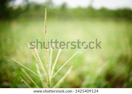 Close up corn flowers blooming in field corn on a sunny day with shallow depth of field in summer morning, and blur image of bokeh tree green and light white color background.