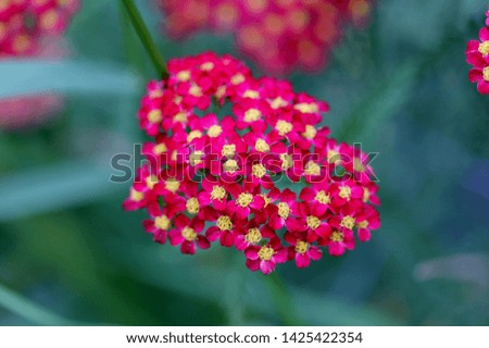 Beautiful pictures of Garden Flowers 