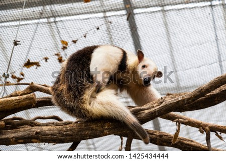 Linnaeus Two-toed Sloth climbing on a tree
