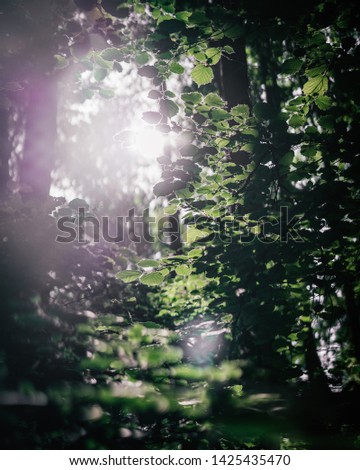 Green vibrant forest summer time 