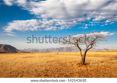 African Tree with blues Sky