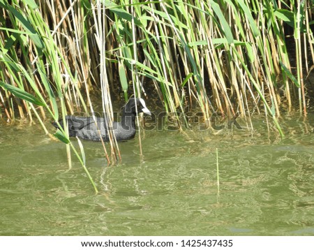 Coot duck in the reeds of the Sujuk spit near NovorossiyskThe Eurasian coot is much less secretive than most of the rail family, and can be seen swimming on open water 