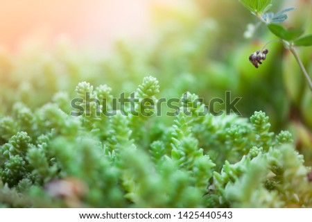 Defocus blurred image of green grassy natural summer background.