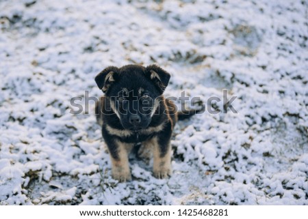 Little puppy plays in winter on the street
