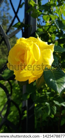 Yellow rose in the sun