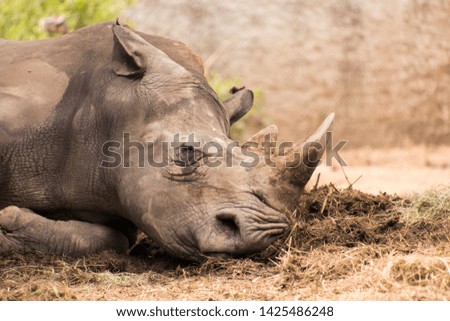 The pattern rhino sleeping in zoo