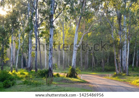YABBA CREEK, QUEENSLAND, AUSTRALIA: Bluegum flat, an endangered ecosystem in south-east Queensland, with Forest Red Gum or Queensland Blue Gum growing on a fertile creek flat, sites largely cleared. Royalty-Free Stock Photo #1425486956