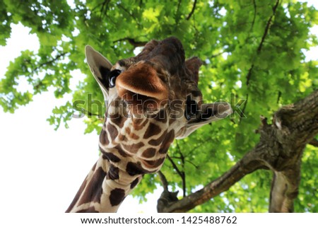 Portrait of giraffe. Wild animal.